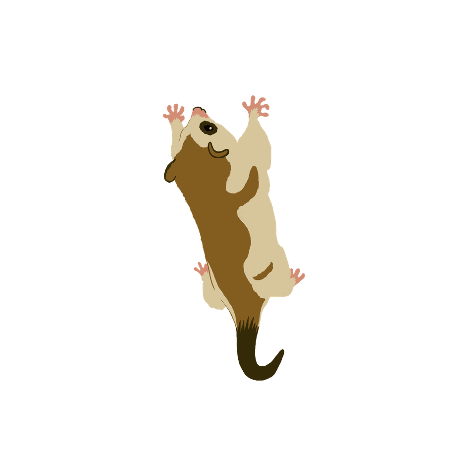 Ilustración de Monito del Monte