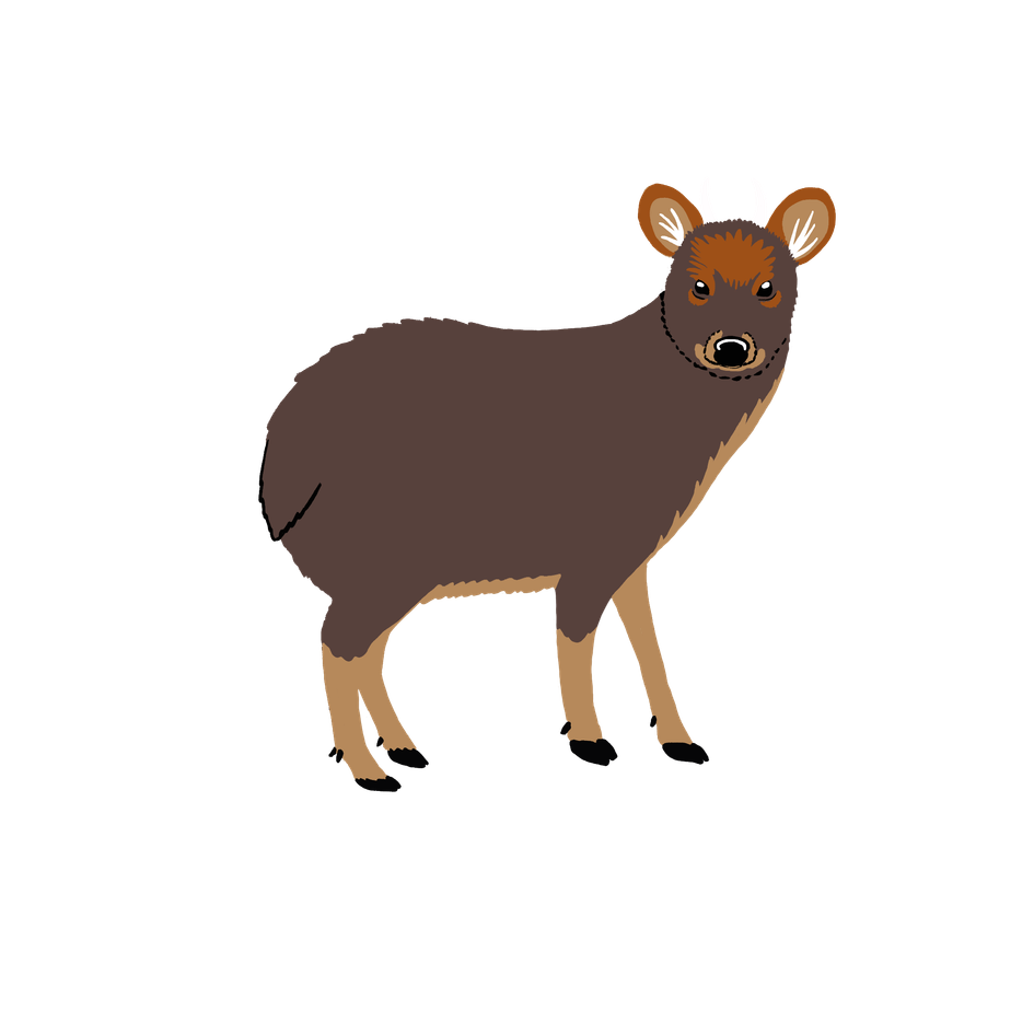 Ilustración de Pudú